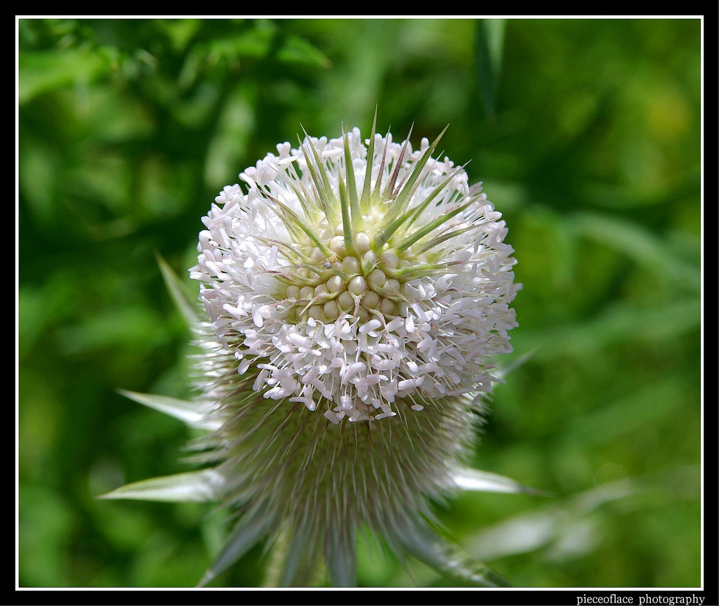 Cut-Leaved Teasel